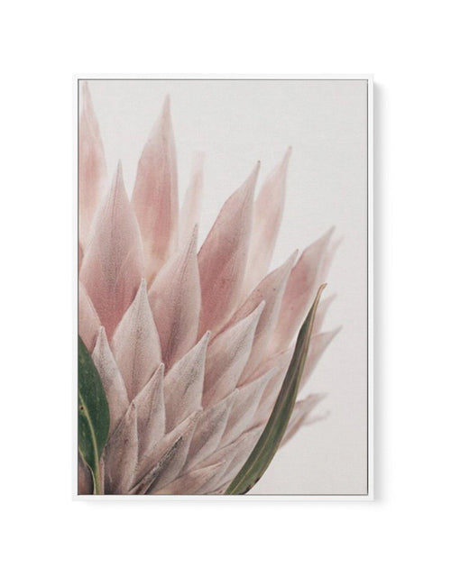 Protea in Overture IV | Framed Canvas-CANVAS-You can shop wall art online with Olive et Oriel for everything from abstract art to fun kids wall art. Our beautiful modern art prints and canvas art are available from large canvas prints to wall art paintings and our proudly Australian artwork collection offers only the highest quality framed large wall art and canvas art Australia - You can buy fashion photography prints or Hampton print posters and paintings on canvas from Olive et Oriel and have