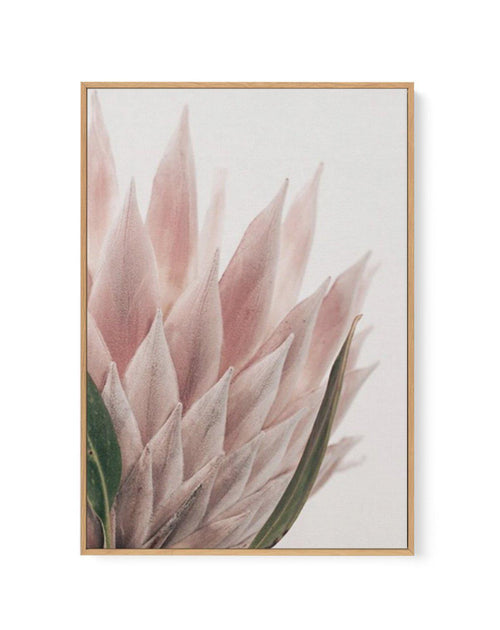 Protea in Overture IV | Framed Canvas-CANVAS-You can shop wall art online with Olive et Oriel for everything from abstract art to fun kids wall art. Our beautiful modern art prints and canvas art are available from large canvas prints to wall art paintings and our proudly Australian artwork collection offers only the highest quality framed large wall art and canvas art Australia - You can buy fashion photography prints or Hampton print posters and paintings on canvas from Olive et Oriel and have