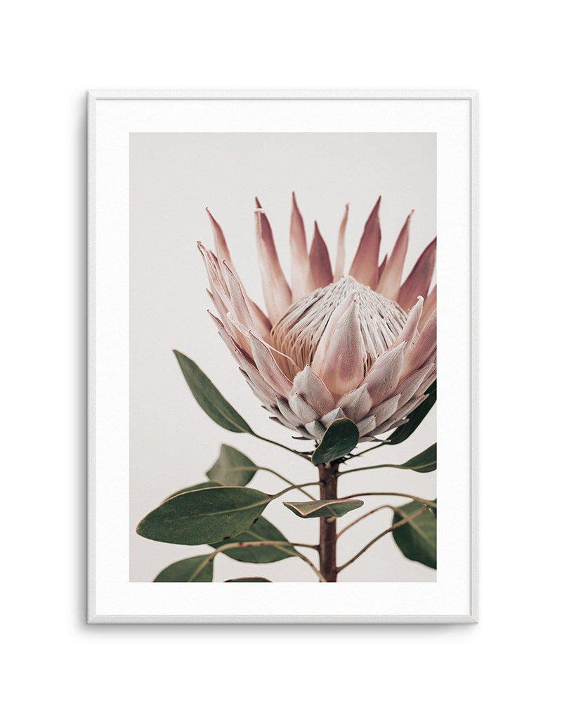 Protea in Overture I Art Print-PRINT-Olive et Oriel-Olive et Oriel-A4 | 8.3" x 11.7" | 21 x 29.7cm-Unframed Art Print-With White Border-Buy-Australian-Art-Prints-Online-with-Olive-et-Oriel-Your-Artwork-Specialists-Austrailia-Decorate-With-Coastal-Photo-Wall-Art-Prints-From-Our-Beach-House-Artwork-Collection-Fine-Poster-and-Framed-Artwork