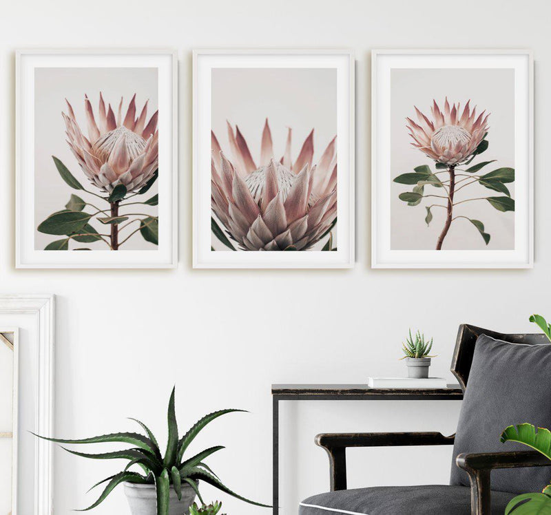 Protea in Overture I Art Print-PRINT-Olive et Oriel-Olive et Oriel-Buy-Australian-Art-Prints-Online-with-Olive-et-Oriel-Your-Artwork-Specialists-Austrailia-Decorate-With-Coastal-Photo-Wall-Art-Prints-From-Our-Beach-House-Artwork-Collection-Fine-Poster-and-Framed-Artwork
