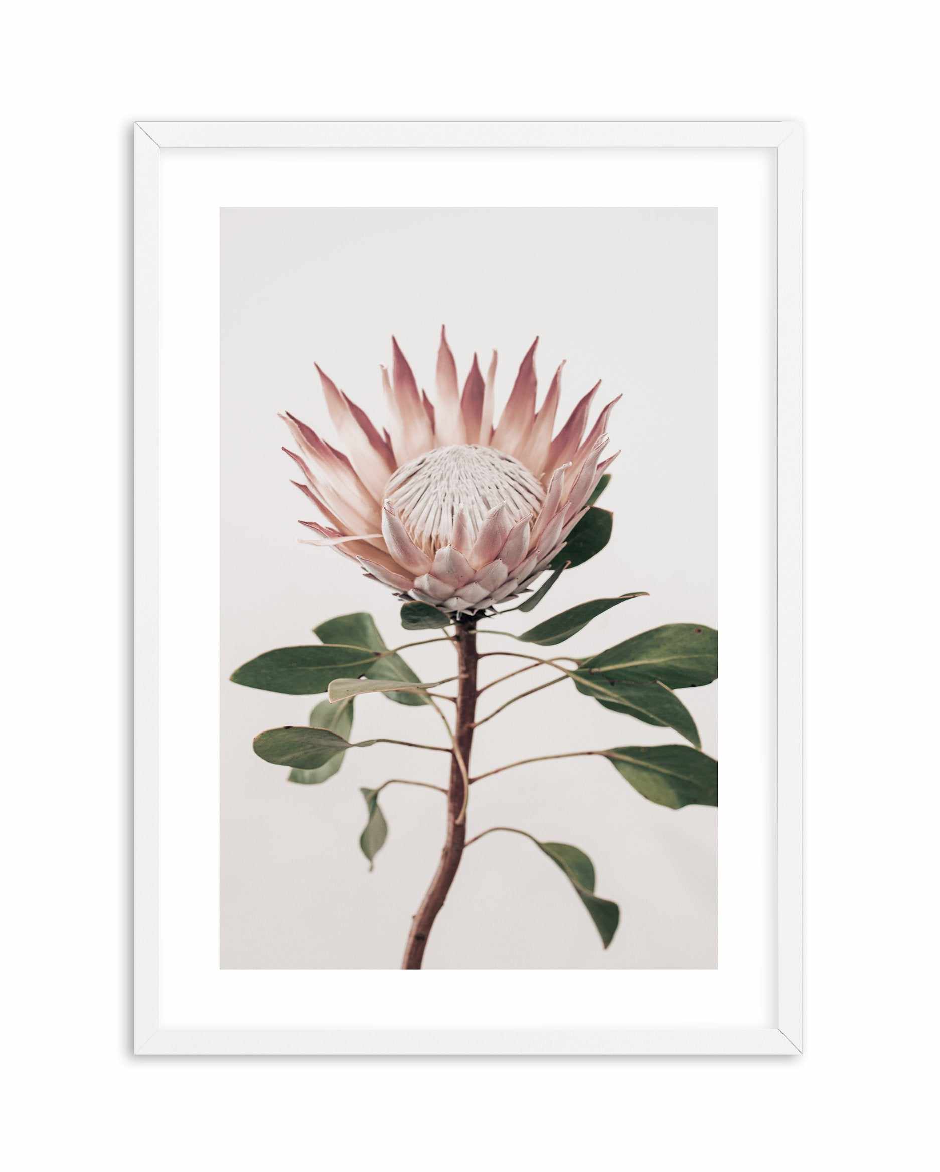 Protea in Overture II Art Print-PRINT-Olive et Oriel-Olive et Oriel-A4 | 8.3" x 11.7" | 21 x 29.7cm-White-With White Border-Buy-Australian-Art-Prints-Online-with-Olive-et-Oriel-Your-Artwork-Specialists-Austrailia-Decorate-With-Coastal-Photo-Wall-Art-Prints-From-Our-Beach-House-Artwork-Collection-Fine-Poster-and-Framed-Artwork