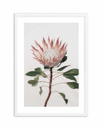 Protea in Overture II Art Print-PRINT-Olive et Oriel-Olive et Oriel-A4 | 8.3" x 11.7" | 21 x 29.7cm-White-With White Border-Buy-Australian-Art-Prints-Online-with-Olive-et-Oriel-Your-Artwork-Specialists-Austrailia-Decorate-With-Coastal-Photo-Wall-Art-Prints-From-Our-Beach-House-Artwork-Collection-Fine-Poster-and-Framed-Artwork