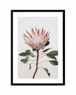 Protea in Overture II Art Print-PRINT-Olive et Oriel-Olive et Oriel-A4 | 8.3" x 11.7" | 21 x 29.7cm-Black-With White Border-Buy-Australian-Art-Prints-Online-with-Olive-et-Oriel-Your-Artwork-Specialists-Austrailia-Decorate-With-Coastal-Photo-Wall-Art-Prints-From-Our-Beach-House-Artwork-Collection-Fine-Poster-and-Framed-Artwork