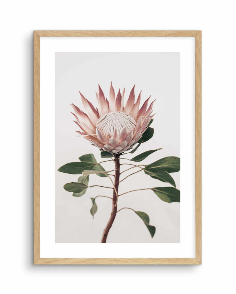 Protea in Overture II Art Print-PRINT-Olive et Oriel-Olive et Oriel-A4 | 8.3" x 11.7" | 21 x 29.7cm-Oak-With White Border-Buy-Australian-Art-Prints-Online-with-Olive-et-Oriel-Your-Artwork-Specialists-Austrailia-Decorate-With-Coastal-Photo-Wall-Art-Prints-From-Our-Beach-House-Artwork-Collection-Fine-Poster-and-Framed-Artwork