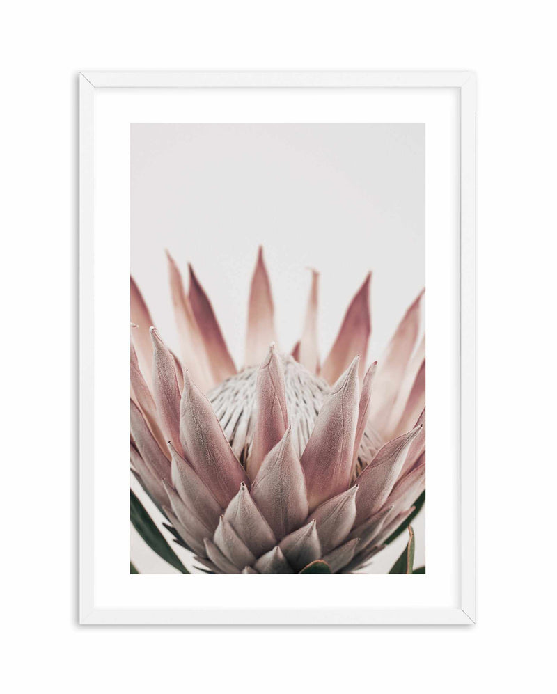 Protea in Overture III Art Print-PRINT-Olive et Oriel-Olive et Oriel-A4 | 8.3" x 11.7" | 21 x 29.7cm-White-With White Border-Buy-Australian-Art-Prints-Online-with-Olive-et-Oriel-Your-Artwork-Specialists-Austrailia-Decorate-With-Coastal-Photo-Wall-Art-Prints-From-Our-Beach-House-Artwork-Collection-Fine-Poster-and-Framed-Artwork