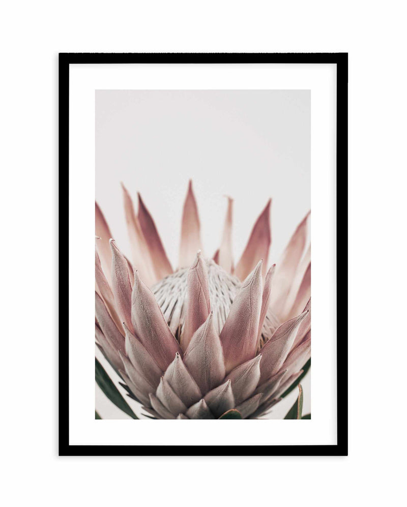 Protea in Overture III Art Print-PRINT-Olive et Oriel-Olive et Oriel-A4 | 8.3" x 11.7" | 21 x 29.7cm-Black-With White Border-Buy-Australian-Art-Prints-Online-with-Olive-et-Oriel-Your-Artwork-Specialists-Austrailia-Decorate-With-Coastal-Photo-Wall-Art-Prints-From-Our-Beach-House-Artwork-Collection-Fine-Poster-and-Framed-Artwork