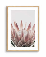 Protea in Overture III Art Print-PRINT-Olive et Oriel-Olive et Oriel-A4 | 8.3" x 11.7" | 21 x 29.7cm-Oak-With White Border-Buy-Australian-Art-Prints-Online-with-Olive-et-Oriel-Your-Artwork-Specialists-Austrailia-Decorate-With-Coastal-Photo-Wall-Art-Prints-From-Our-Beach-House-Artwork-Collection-Fine-Poster-and-Framed-Artwork