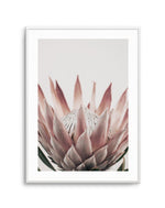 Protea in Overture III Art Print-PRINT-Olive et Oriel-Olive et Oriel-A4 | 8.3" x 11.7" | 21 x 29.7cm-Unframed Art Print-With White Border-Buy-Australian-Art-Prints-Online-with-Olive-et-Oriel-Your-Artwork-Specialists-Austrailia-Decorate-With-Coastal-Photo-Wall-Art-Prints-From-Our-Beach-House-Artwork-Collection-Fine-Poster-and-Framed-Artwork