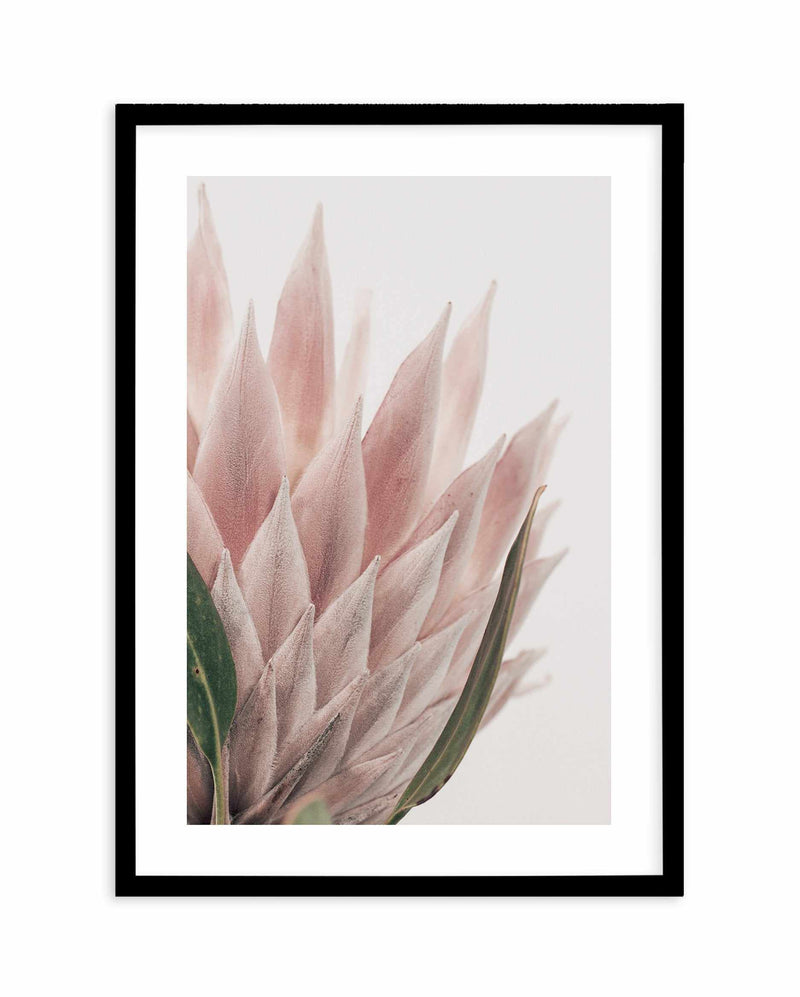 Protea in Overture IV Art Print-PRINT-Olive et Oriel-Olive et Oriel-A4 | 8.3" x 11.7" | 21 x 29.7cm-Black-With White Border-Buy-Australian-Art-Prints-Online-with-Olive-et-Oriel-Your-Artwork-Specialists-Austrailia-Decorate-With-Coastal-Photo-Wall-Art-Prints-From-Our-Beach-House-Artwork-Collection-Fine-Poster-and-Framed-Artwork