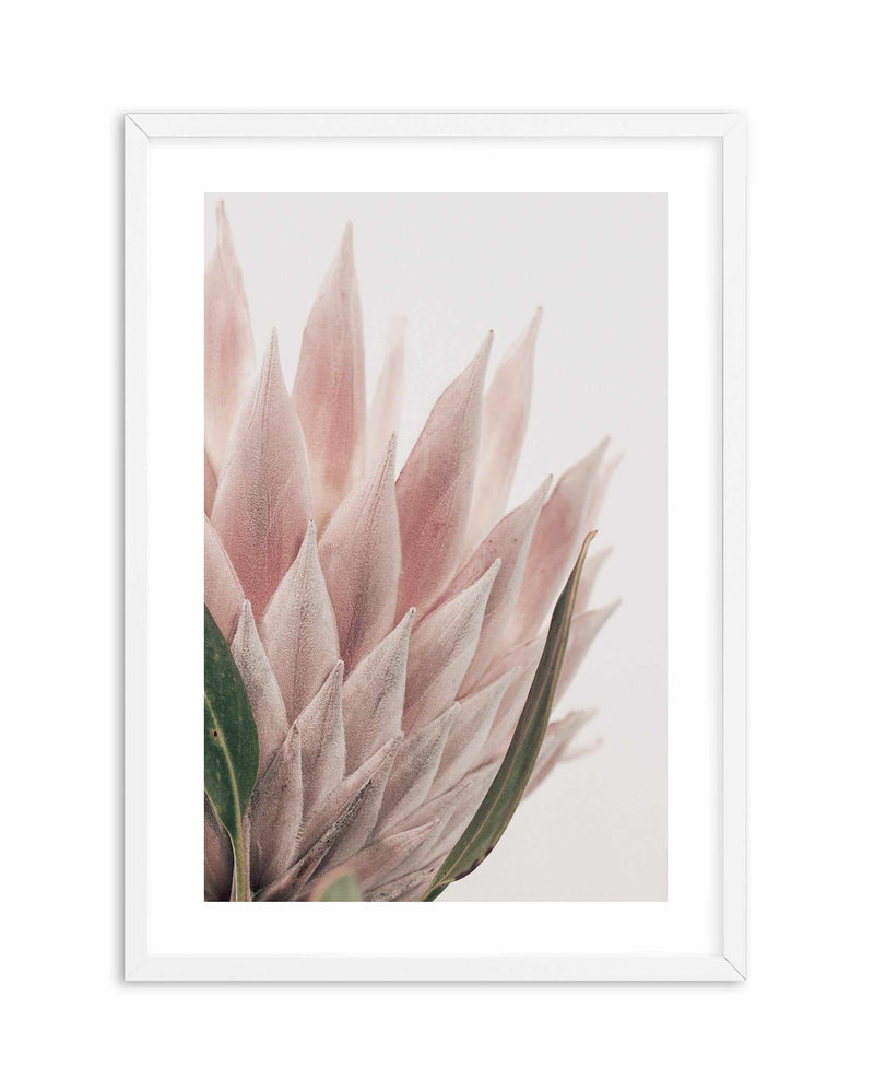Protea in Overture IV Art Print-PRINT-Olive et Oriel-Olive et Oriel-A4 | 8.3" x 11.7" | 21 x 29.7cm-White-With White Border-Buy-Australian-Art-Prints-Online-with-Olive-et-Oriel-Your-Artwork-Specialists-Austrailia-Decorate-With-Coastal-Photo-Wall-Art-Prints-From-Our-Beach-House-Artwork-Collection-Fine-Poster-and-Framed-Artwork