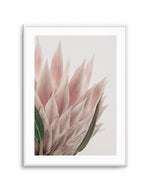 Protea in Overture IV Art Print-PRINT-Olive et Oriel-Olive et Oriel-A4 | 8.3" x 11.7" | 21 x 29.7cm-Unframed Art Print-With White Border-Buy-Australian-Art-Prints-Online-with-Olive-et-Oriel-Your-Artwork-Specialists-Austrailia-Decorate-With-Coastal-Photo-Wall-Art-Prints-From-Our-Beach-House-Artwork-Collection-Fine-Poster-and-Framed-Artwork
