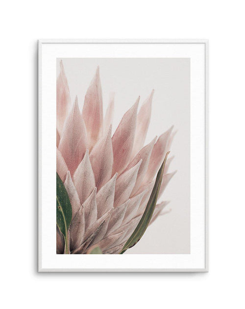 Protea in Overture IV Art Print-PRINT-Olive et Oriel-Olive et Oriel-A4 | 8.3" x 11.7" | 21 x 29.7cm-Unframed Art Print-With White Border-Buy-Australian-Art-Prints-Online-with-Olive-et-Oriel-Your-Artwork-Specialists-Austrailia-Decorate-With-Coastal-Photo-Wall-Art-Prints-From-Our-Beach-House-Artwork-Collection-Fine-Poster-and-Framed-Artwork