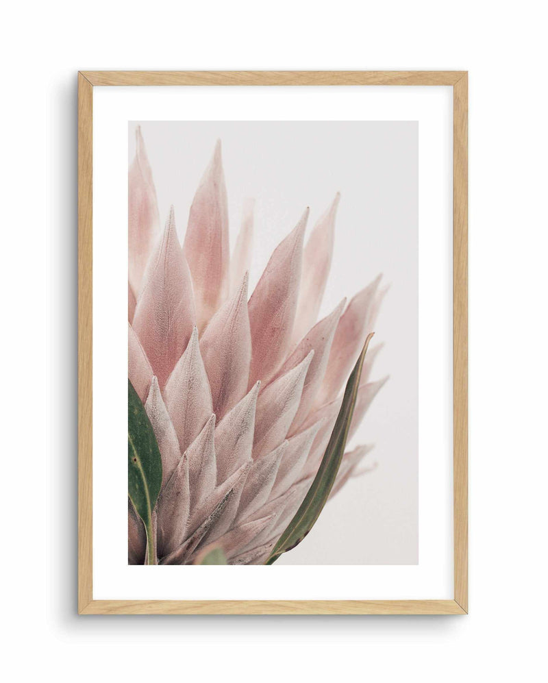 Protea in Overture IV Art Print-PRINT-Olive et Oriel-Olive et Oriel-A4 | 8.3" x 11.7" | 21 x 29.7cm-Oak-With White Border-Buy-Australian-Art-Prints-Online-with-Olive-et-Oriel-Your-Artwork-Specialists-Austrailia-Decorate-With-Coastal-Photo-Wall-Art-Prints-From-Our-Beach-House-Artwork-Collection-Fine-Poster-and-Framed-Artwork