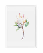 Protea in Watercolour Art Print-PRINT-Olive et Oriel-Olive et Oriel-A4 | 8.3" x 11.7" | 21 x 29.7cm-White-With White Border-Buy-Australian-Art-Prints-Online-with-Olive-et-Oriel-Your-Artwork-Specialists-Austrailia-Decorate-With-Coastal-Photo-Wall-Art-Prints-From-Our-Beach-House-Artwork-Collection-Fine-Poster-and-Framed-Artwork