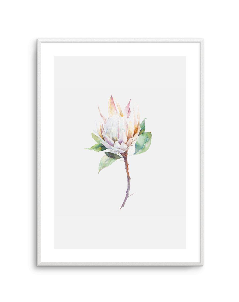 Protea in Watercolour Art Print-PRINT-Olive et Oriel-Olive et Oriel-A5 | 5.8" x 8.3" | 14.8 x 21cm-Unframed Art Print-With White Border-Buy-Australian-Art-Prints-Online-with-Olive-et-Oriel-Your-Artwork-Specialists-Austrailia-Decorate-With-Coastal-Photo-Wall-Art-Prints-From-Our-Beach-House-Artwork-Collection-Fine-Poster-and-Framed-Artwork