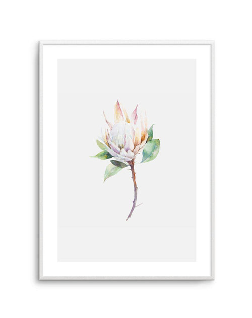 Protea in Watercolour Art Print-PRINT-Olive et Oriel-Olive et Oriel-A5 | 5.8" x 8.3" | 14.8 x 21cm-Unframed Art Print-With White Border-Buy-Australian-Art-Prints-Online-with-Olive-et-Oriel-Your-Artwork-Specialists-Austrailia-Decorate-With-Coastal-Photo-Wall-Art-Prints-From-Our-Beach-House-Artwork-Collection-Fine-Poster-and-Framed-Artwork