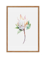 Protea in Watercolour Art Print-PRINT-Olive et Oriel-Olive et Oriel-50x70 cm | 19.6" x 27.5"-Walnut-With White Border-Buy-Australian-Art-Prints-Online-with-Olive-et-Oriel-Your-Artwork-Specialists-Austrailia-Decorate-With-Coastal-Photo-Wall-Art-Prints-From-Our-Beach-House-Artwork-Collection-Fine-Poster-and-Framed-Artwork