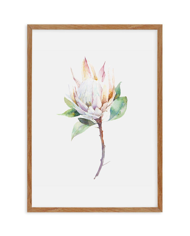 Protea in Watercolour Art Print-PRINT-Olive et Oriel-Olive et Oriel-50x70 cm | 19.6" x 27.5"-Walnut-With White Border-Buy-Australian-Art-Prints-Online-with-Olive-et-Oriel-Your-Artwork-Specialists-Austrailia-Decorate-With-Coastal-Photo-Wall-Art-Prints-From-Our-Beach-House-Artwork-Collection-Fine-Poster-and-Framed-Artwork