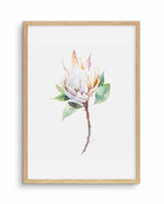 Protea in Watercolour Art Print-PRINT-Olive et Oriel-Olive et Oriel-A4 | 8.3" x 11.7" | 21 x 29.7cm-Oak-With White Border-Buy-Australian-Art-Prints-Online-with-Olive-et-Oriel-Your-Artwork-Specialists-Austrailia-Decorate-With-Coastal-Photo-Wall-Art-Prints-From-Our-Beach-House-Artwork-Collection-Fine-Poster-and-Framed-Artwork