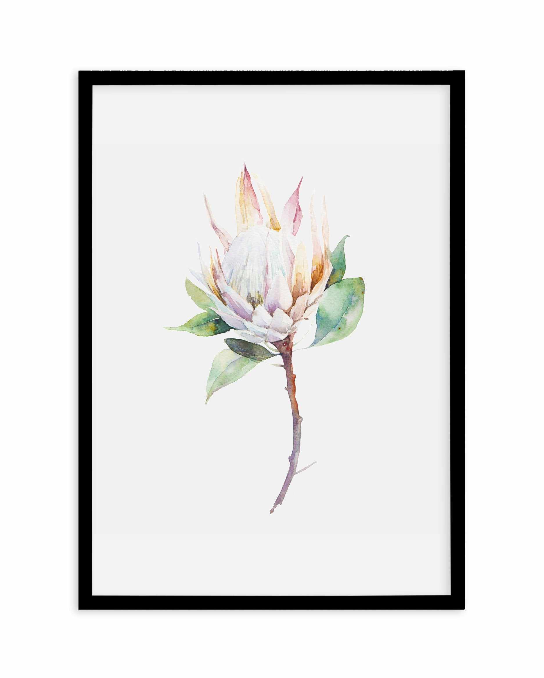 Protea in Watercolour Art Print-PRINT-Olive et Oriel-Olive et Oriel-A4 | 8.3" x 11.7" | 21 x 29.7cm-Black-With White Border-Buy-Australian-Art-Prints-Online-with-Olive-et-Oriel-Your-Artwork-Specialists-Austrailia-Decorate-With-Coastal-Photo-Wall-Art-Prints-From-Our-Beach-House-Artwork-Collection-Fine-Poster-and-Framed-Artwork