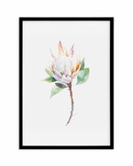 Protea in Watercolour Art Print-PRINT-Olive et Oriel-Olive et Oriel-A4 | 8.3" x 11.7" | 21 x 29.7cm-Black-With White Border-Buy-Australian-Art-Prints-Online-with-Olive-et-Oriel-Your-Artwork-Specialists-Austrailia-Decorate-With-Coastal-Photo-Wall-Art-Prints-From-Our-Beach-House-Artwork-Collection-Fine-Poster-and-Framed-Artwork
