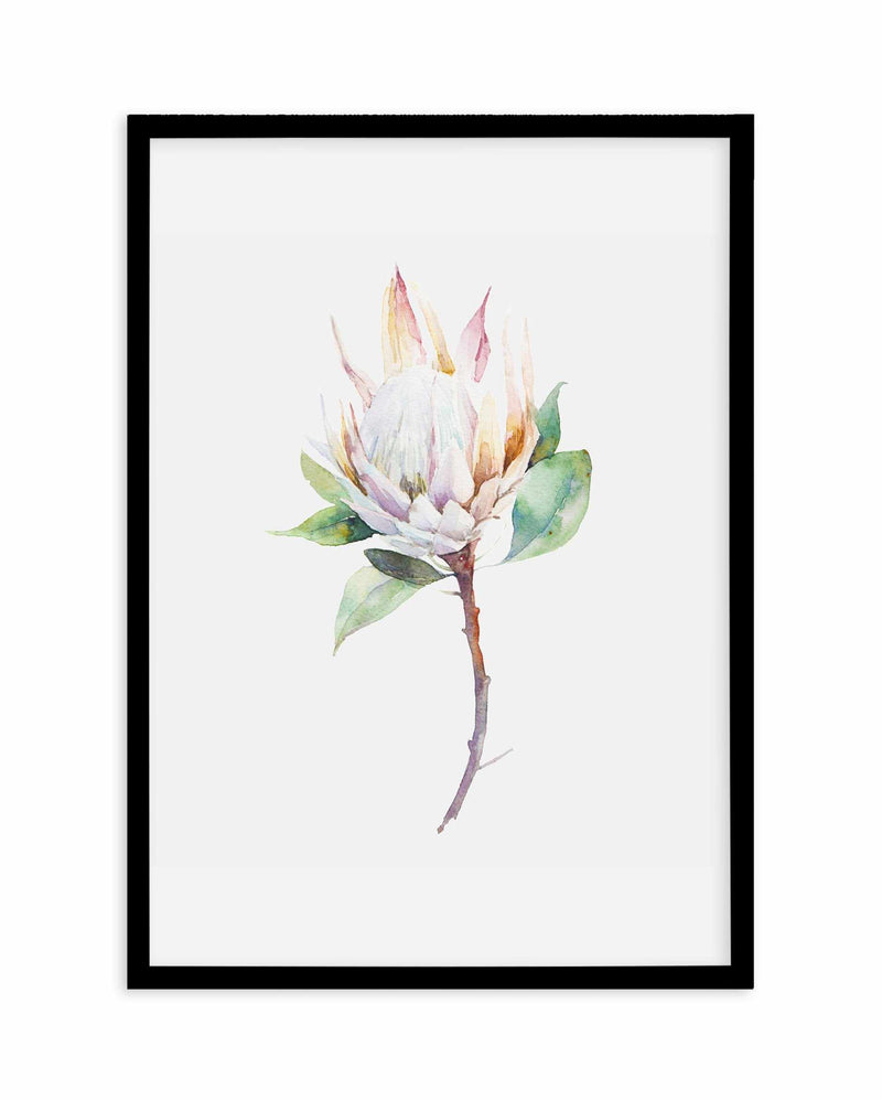 Protea in Watercolour Art Print-PRINT-Olive et Oriel-Olive et Oriel-A4 | 8.3" x 11.7" | 21 x 29.7cm-Black-With White Border-Buy-Australian-Art-Prints-Online-with-Olive-et-Oriel-Your-Artwork-Specialists-Austrailia-Decorate-With-Coastal-Photo-Wall-Art-Prints-From-Our-Beach-House-Artwork-Collection-Fine-Poster-and-Framed-Artwork
