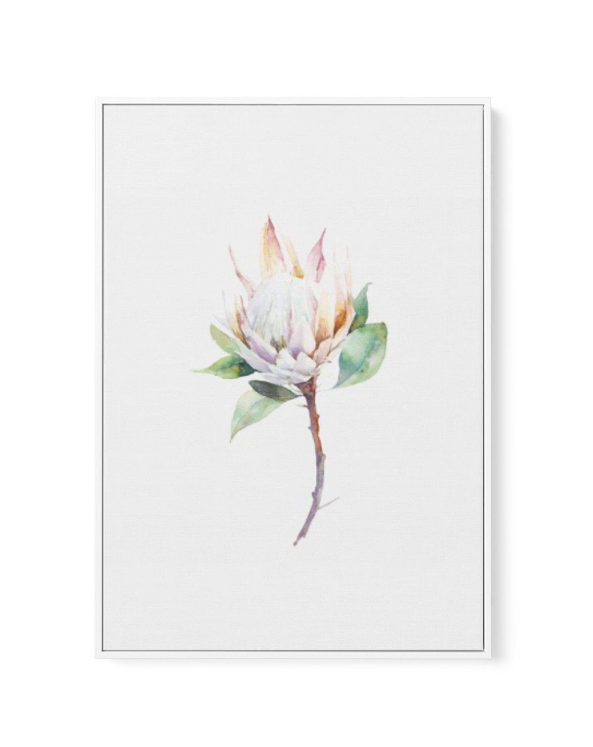 Protea in Watercolour | Framed Canvas-CANVAS-You can shop wall art online with Olive et Oriel for everything from abstract art to fun kids wall art. Our beautiful modern art prints and canvas art are available from large canvas prints to wall art paintings and our proudly Australian artwork collection offers only the highest quality framed large wall art and canvas art Australia - You can buy fashion photography prints or Hampton print posters and paintings on canvas from Olive et Oriel and have