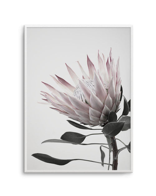 Protea Lumiere Art Print-PRINT-Olive et Oriel-Olive et Oriel-A5 | 5.8" x 8.3" | 14.8 x 21cm-Unframed Art Print-With White Border-Buy-Australian-Art-Prints-Online-with-Olive-et-Oriel-Your-Artwork-Specialists-Austrailia-Decorate-With-Coastal-Photo-Wall-Art-Prints-From-Our-Beach-House-Artwork-Collection-Fine-Poster-and-Framed-Artwork