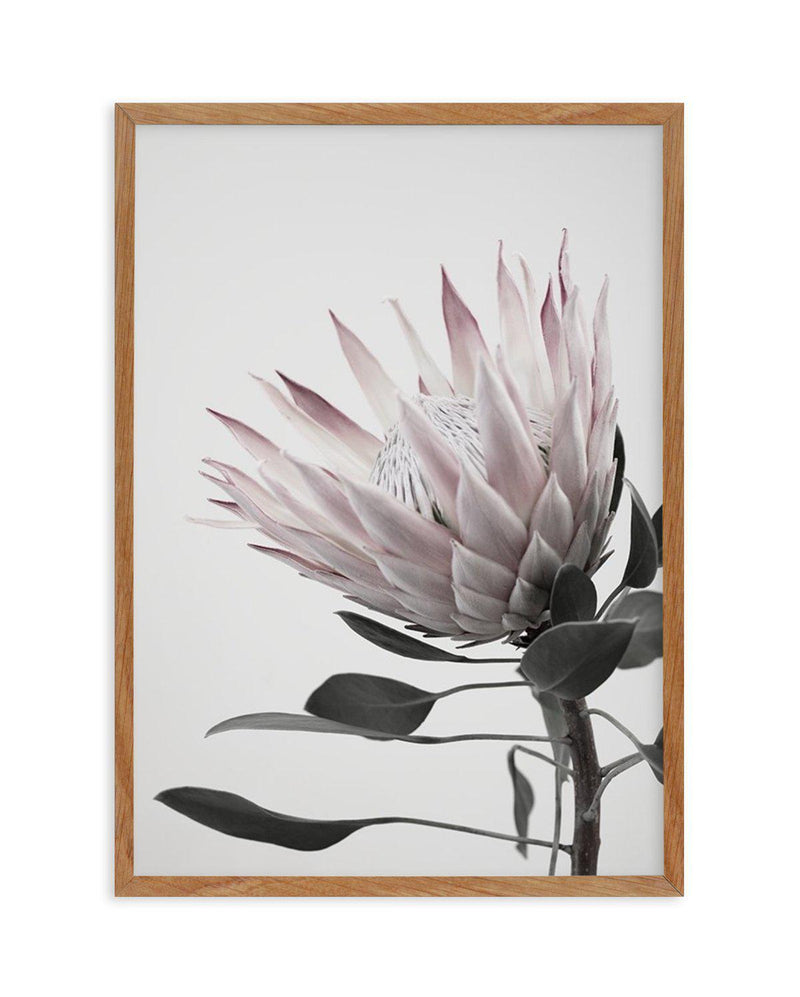 Protea Lumiere Art Print-PRINT-Olive et Oriel-Olive et Oriel-50x70 cm | 19.6" x 27.5"-Walnut-With White Border-Buy-Australian-Art-Prints-Online-with-Olive-et-Oriel-Your-Artwork-Specialists-Austrailia-Decorate-With-Coastal-Photo-Wall-Art-Prints-From-Our-Beach-House-Artwork-Collection-Fine-Poster-and-Framed-Artwork