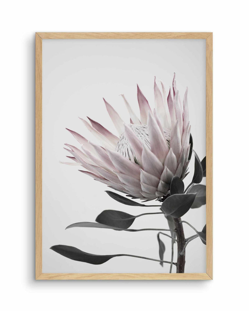 Protea Lumiere Art Print-PRINT-Olive et Oriel-Olive et Oriel-A5 | 5.8" x 8.3" | 14.8 x 21cm-Oak-With White Border-Buy-Australian-Art-Prints-Online-with-Olive-et-Oriel-Your-Artwork-Specialists-Austrailia-Decorate-With-Coastal-Photo-Wall-Art-Prints-From-Our-Beach-House-Artwork-Collection-Fine-Poster-and-Framed-Artwork