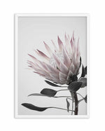 Protea Lumiere Art Print-PRINT-Olive et Oriel-Olive et Oriel-A5 | 5.8" x 8.3" | 14.8 x 21cm-White-With White Border-Buy-Australian-Art-Prints-Online-with-Olive-et-Oriel-Your-Artwork-Specialists-Austrailia-Decorate-With-Coastal-Photo-Wall-Art-Prints-From-Our-Beach-House-Artwork-Collection-Fine-Poster-and-Framed-Artwork