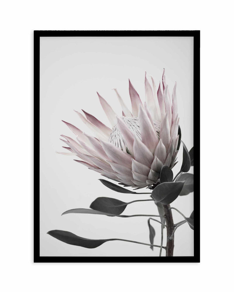 Protea Lumiere Art Print-PRINT-Olive et Oriel-Olive et Oriel-A5 | 5.8" x 8.3" | 14.8 x 21cm-Black-With White Border-Buy-Australian-Art-Prints-Online-with-Olive-et-Oriel-Your-Artwork-Specialists-Austrailia-Decorate-With-Coastal-Photo-Wall-Art-Prints-From-Our-Beach-House-Artwork-Collection-Fine-Poster-and-Framed-Artwork