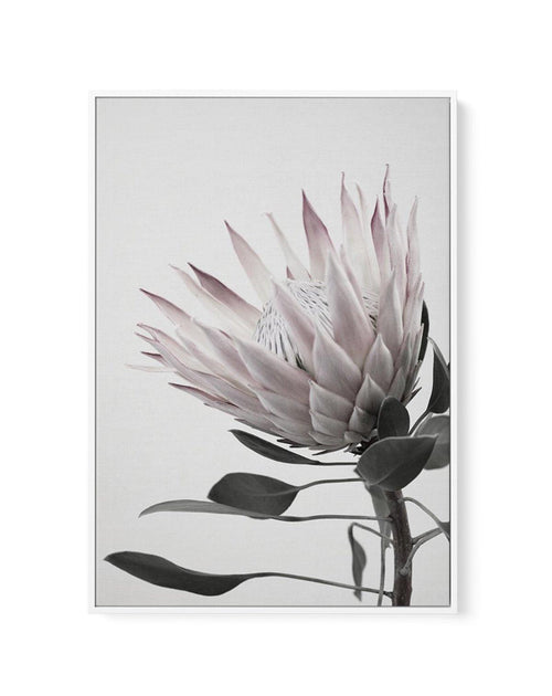 Protea Lumiere | Framed Canvas-CANVAS-You can shop wall art online with Olive et Oriel for everything from abstract art to fun kids wall art. Our beautiful modern art prints and canvas art are available from large canvas prints to wall art paintings and our proudly Australian artwork collection offers only the highest quality framed large wall art and canvas art Australia - You can buy fashion photography prints or Hampton print posters and paintings on canvas from Olive et Oriel and have them d
