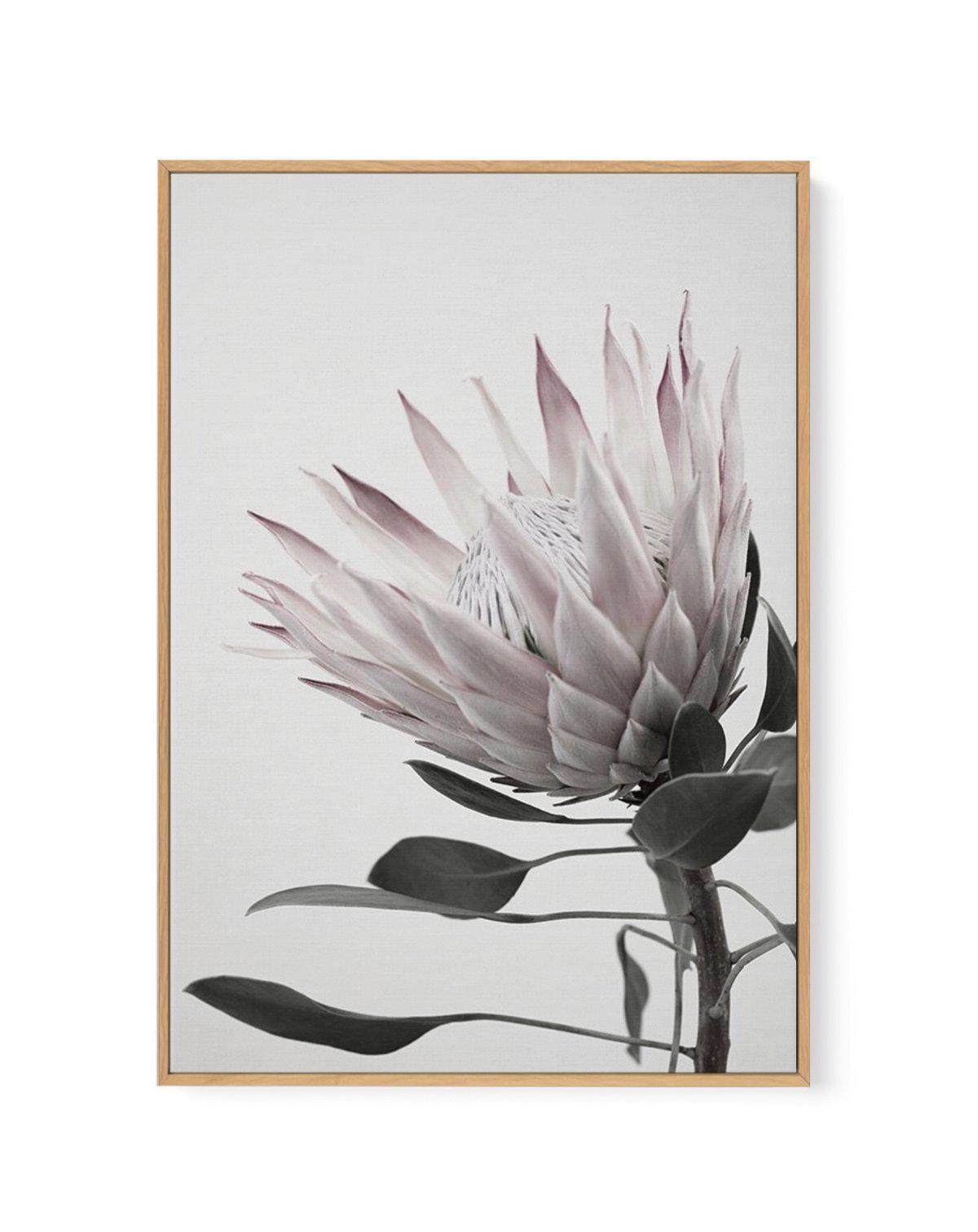 Protea Lumiere | Framed Canvas-CANVAS-You can shop wall art online with Olive et Oriel for everything from abstract art to fun kids wall art. Our beautiful modern art prints and canvas art are available from large canvas prints to wall art paintings and our proudly Australian artwork collection offers only the highest quality framed large wall art and canvas art Australia - You can buy fashion photography prints or Hampton print posters and paintings on canvas from Olive et Oriel and have them d