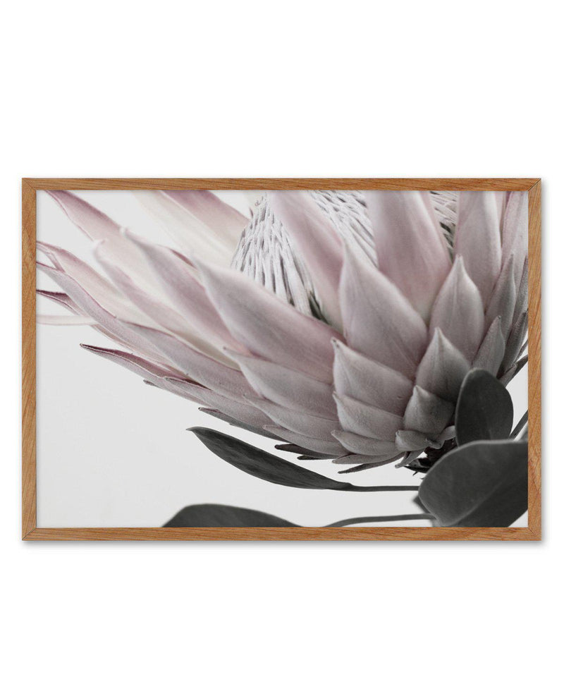 Protea Lumiere | LS - Olive et Oriel