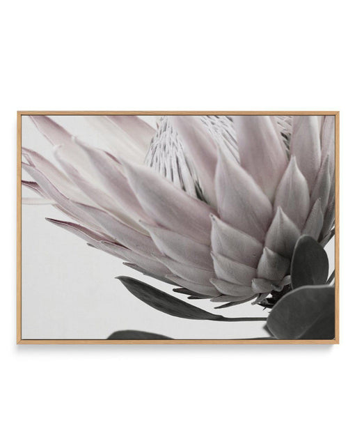 Protea Lumiere | LS | Framed Canvas-CANVAS-You can shop wall art online with Olive et Oriel for everything from abstract art to fun kids wall art. Our beautiful modern art prints and canvas art are available from large canvas prints to wall art paintings and our proudly Australian artwork collection offers only the highest quality framed large wall art and canvas art Australia - You can buy fashion photography prints or Hampton print posters and paintings on canvas from Olive et Oriel and have t