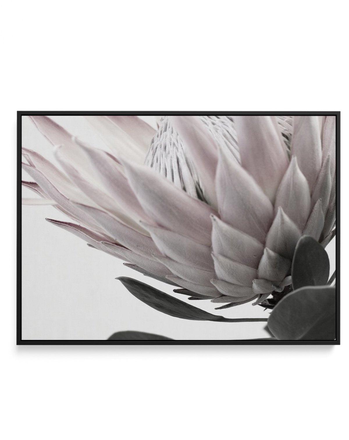 Protea Lumiere | LS | Framed Canvas-CANVAS-You can shop wall art online with Olive et Oriel for everything from abstract art to fun kids wall art. Our beautiful modern art prints and canvas art are available from large canvas prints to wall art paintings and our proudly Australian artwork collection offers only the highest quality framed large wall art and canvas art Australia - You can buy fashion photography prints or Hampton print posters and paintings on canvas from Olive et Oriel and have t