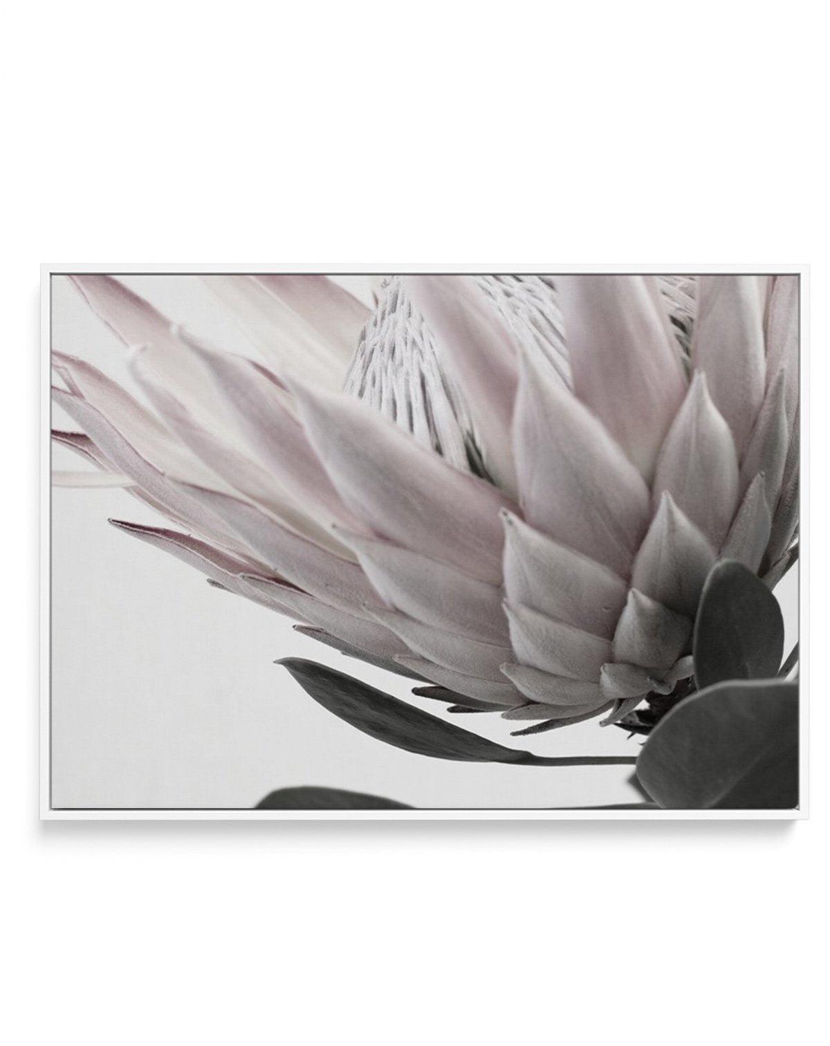 Protea Lumiere | LS | Framed Canvas-CANVAS-You can shop wall art online with Olive et Oriel for everything from abstract art to fun kids wall art. Our beautiful modern art prints and canvas art are available from large canvas prints to wall art paintings and our proudly Australian artwork collection offers only the highest quality framed large wall art and canvas art Australia - You can buy fashion photography prints or Hampton print posters and paintings on canvas from Olive et Oriel and have t