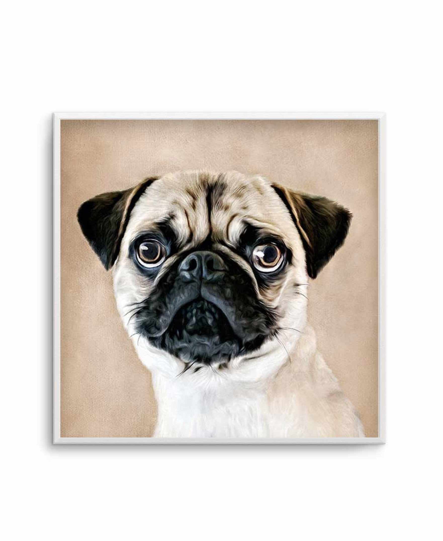 Pug | SQ Art Print-PRINT-Olive et Oriel-Olive et Oriel-Buy-Australian-Art-Prints-Online-with-Olive-et-Oriel-Your-Artwork-Specialists-Austrailia-Decorate-With-Coastal-Photo-Wall-Art-Prints-From-Our-Beach-House-Artwork-Collection-Fine-Poster-and-Framed-Artwork