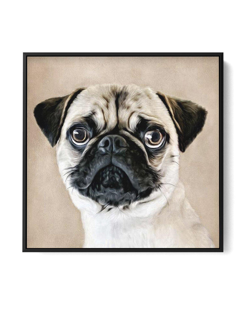 Pug SQ | Framed Canvas-CANVAS-You can shop wall art online with Olive et Oriel for everything from abstract art to fun kids wall art. Our beautiful modern art prints and canvas art are available from large canvas prints to wall art paintings and our proudly Australian artwork collection offers only the highest quality framed large wall art and canvas art Australia - You can buy fashion photography prints or Hampton print posters and paintings on canvas from Olive et Oriel and have them delivered