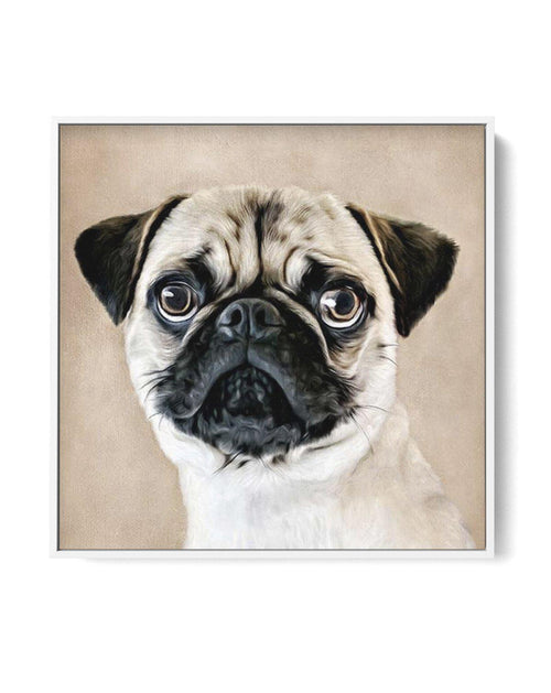 Pug SQ | Framed Canvas-CANVAS-You can shop wall art online with Olive et Oriel for everything from abstract art to fun kids wall art. Our beautiful modern art prints and canvas art are available from large canvas prints to wall art paintings and our proudly Australian artwork collection offers only the highest quality framed large wall art and canvas art Australia - You can buy fashion photography prints or Hampton print posters and paintings on canvas from Olive et Oriel and have them delivered