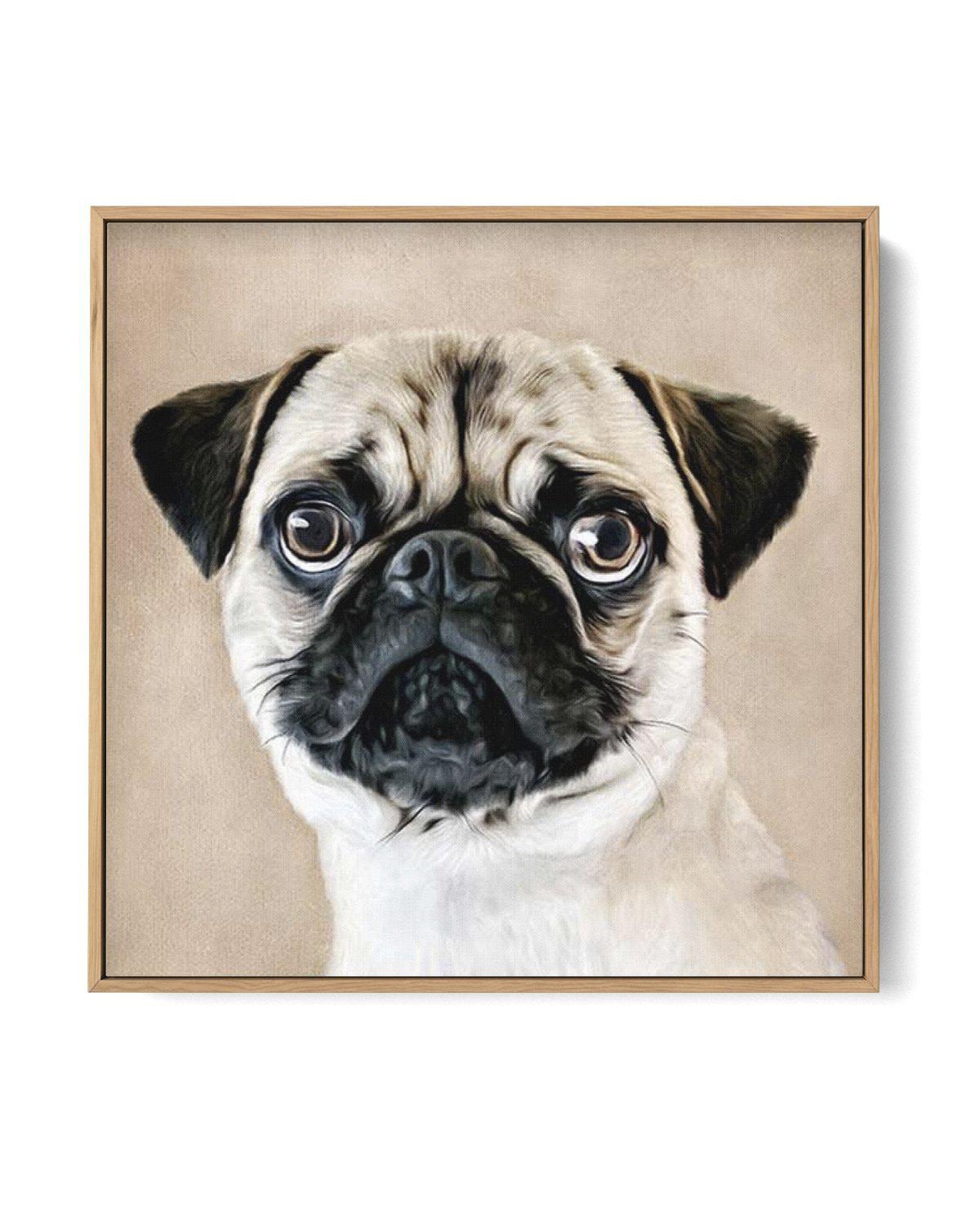 Pug SQ | Framed Canvas-CANVAS-You can shop wall art online with Olive et Oriel for everything from abstract art to fun kids wall art. Our beautiful modern art prints and canvas art are available from large canvas prints to wall art paintings and our proudly Australian artwork collection offers only the highest quality framed large wall art and canvas art Australia - You can buy fashion photography prints or Hampton print posters and paintings on canvas from Olive et Oriel and have them delivered