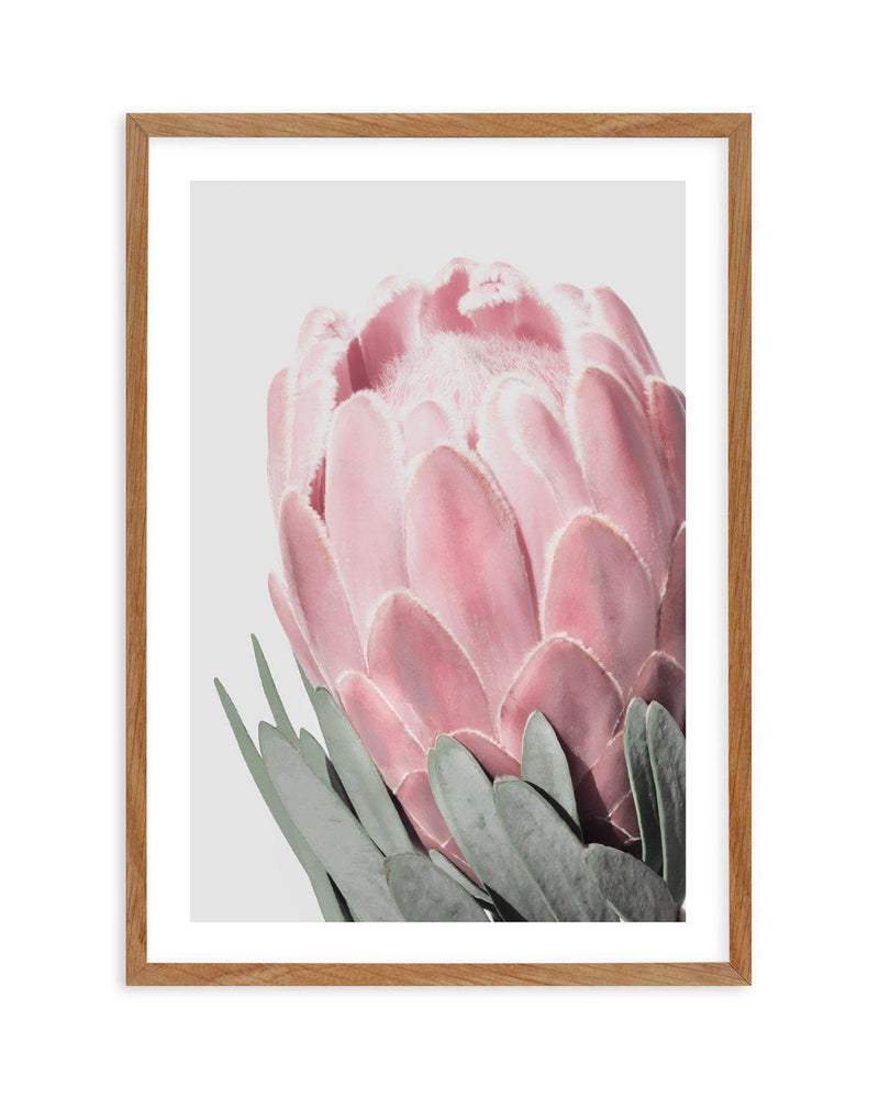 Queen Protea Art Print-PRINT-Olive et Oriel-Olive et Oriel-50x70 cm | 19.6" x 27.5"-Walnut-With White Border-Buy-Australian-Art-Prints-Online-with-Olive-et-Oriel-Your-Artwork-Specialists-Austrailia-Decorate-With-Coastal-Photo-Wall-Art-Prints-From-Our-Beach-House-Artwork-Collection-Fine-Poster-and-Framed-Artwork