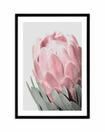 Queen Protea Art Print-PRINT-Olive et Oriel-Olive et Oriel-A4 | 8.3" x 11.7" | 21 x 29.7cm-Black-With White Border-Buy-Australian-Art-Prints-Online-with-Olive-et-Oriel-Your-Artwork-Specialists-Austrailia-Decorate-With-Coastal-Photo-Wall-Art-Prints-From-Our-Beach-House-Artwork-Collection-Fine-Poster-and-Framed-Artwork