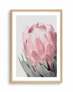 Queen Protea Art Print-PRINT-Olive et Oriel-Olive et Oriel-A4 | 8.3" x 11.7" | 21 x 29.7cm-Oak-With White Border-Buy-Australian-Art-Prints-Online-with-Olive-et-Oriel-Your-Artwork-Specialists-Austrailia-Decorate-With-Coastal-Photo-Wall-Art-Prints-From-Our-Beach-House-Artwork-Collection-Fine-Poster-and-Framed-Artwork