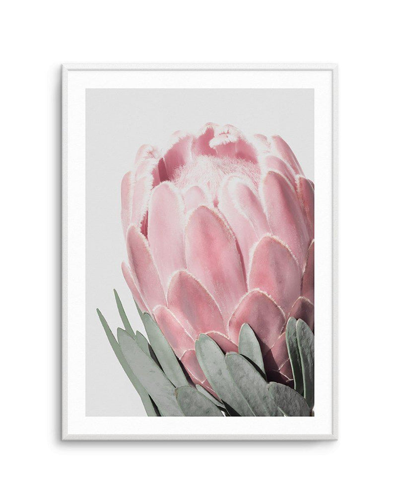 Queen Protea Art Print-PRINT-Olive et Oriel-Olive et Oriel-A4 | 8.3" x 11.7" | 21 x 29.7cm-Unframed Art Print-With White Border-Buy-Australian-Art-Prints-Online-with-Olive-et-Oriel-Your-Artwork-Specialists-Austrailia-Decorate-With-Coastal-Photo-Wall-Art-Prints-From-Our-Beach-House-Artwork-Collection-Fine-Poster-and-Framed-Artwork