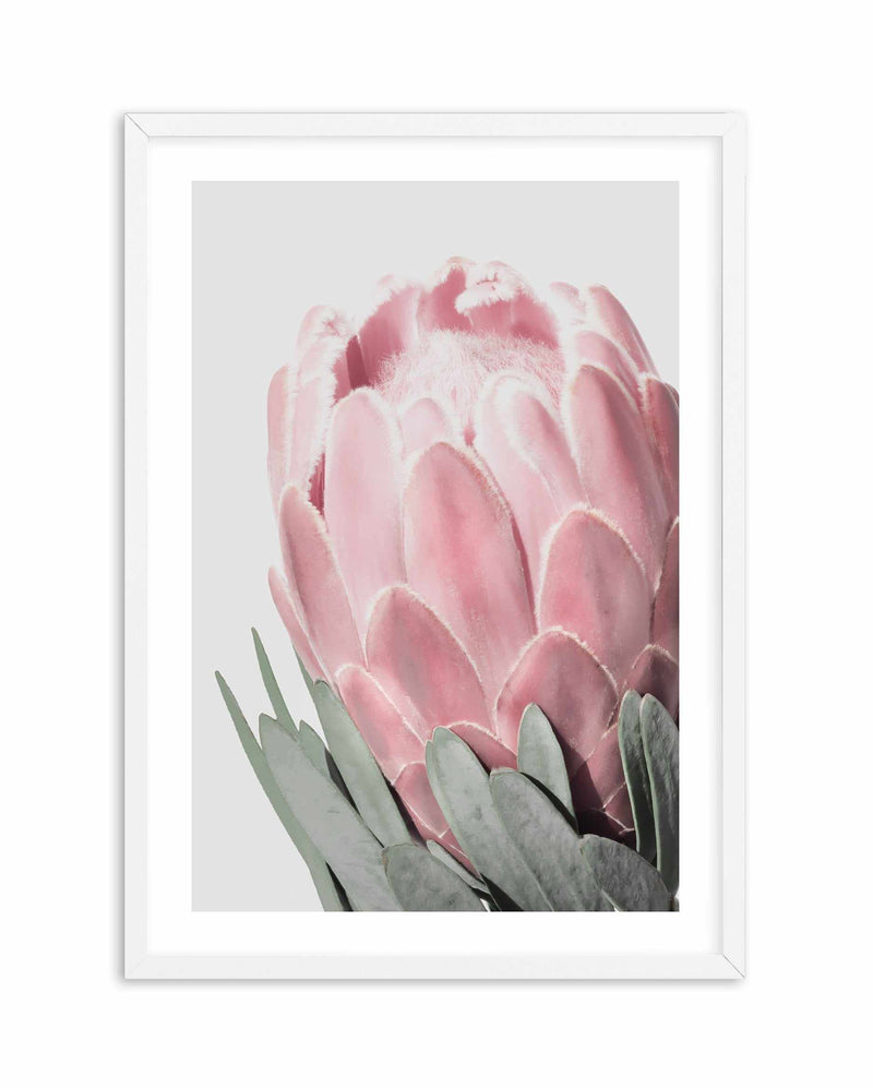 Queen Protea Art Print-PRINT-Olive et Oriel-Olive et Oriel-A4 | 8.3" x 11.7" | 21 x 29.7cm-White-With White Border-Buy-Australian-Art-Prints-Online-with-Olive-et-Oriel-Your-Artwork-Specialists-Austrailia-Decorate-With-Coastal-Photo-Wall-Art-Prints-From-Our-Beach-House-Artwork-Collection-Fine-Poster-and-Framed-Artwork