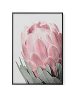 Queen Protea | Framed Canvas-CANVAS-You can shop wall art online with Olive et Oriel for everything from abstract art to fun kids wall art. Our beautiful modern art prints and canvas art are available from large canvas prints to wall art paintings and our proudly Australian artwork collection offers only the highest quality framed large wall art and canvas art Australia - You can buy fashion photography prints or Hampton print posters and paintings on canvas from Olive et Oriel and have them del