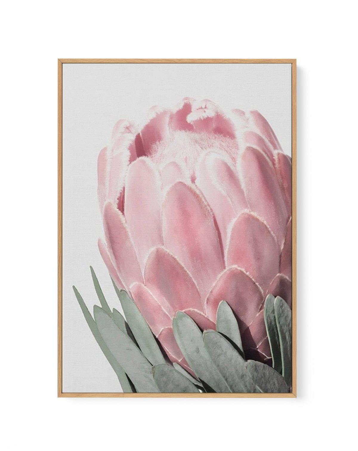 Queen Protea | Framed Canvas-CANVAS-You can shop wall art online with Olive et Oriel for everything from abstract art to fun kids wall art. Our beautiful modern art prints and canvas art are available from large canvas prints to wall art paintings and our proudly Australian artwork collection offers only the highest quality framed large wall art and canvas art Australia - You can buy fashion photography prints or Hampton print posters and paintings on canvas from Olive et Oriel and have them del