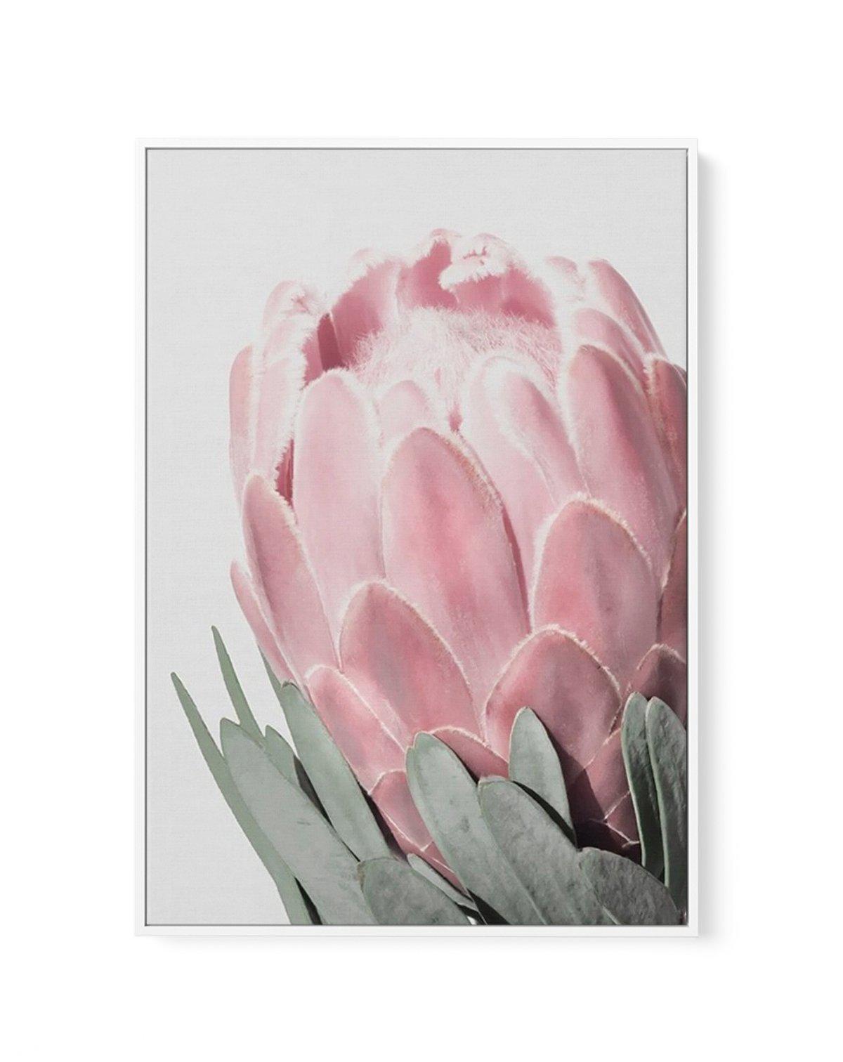 Queen Protea | Framed Canvas-CANVAS-You can shop wall art online with Olive et Oriel for everything from abstract art to fun kids wall art. Our beautiful modern art prints and canvas art are available from large canvas prints to wall art paintings and our proudly Australian artwork collection offers only the highest quality framed large wall art and canvas art Australia - You can buy fashion photography prints or Hampton print posters and paintings on canvas from Olive et Oriel and have them del